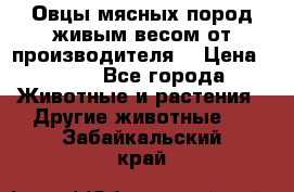 Овцы мясных пород живым весом от производителя. › Цена ­ 110 - Все города Животные и растения » Другие животные   . Забайкальский край